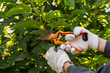 Photo of a person wearing gardening gloves, using secateurs to trim a hedge.