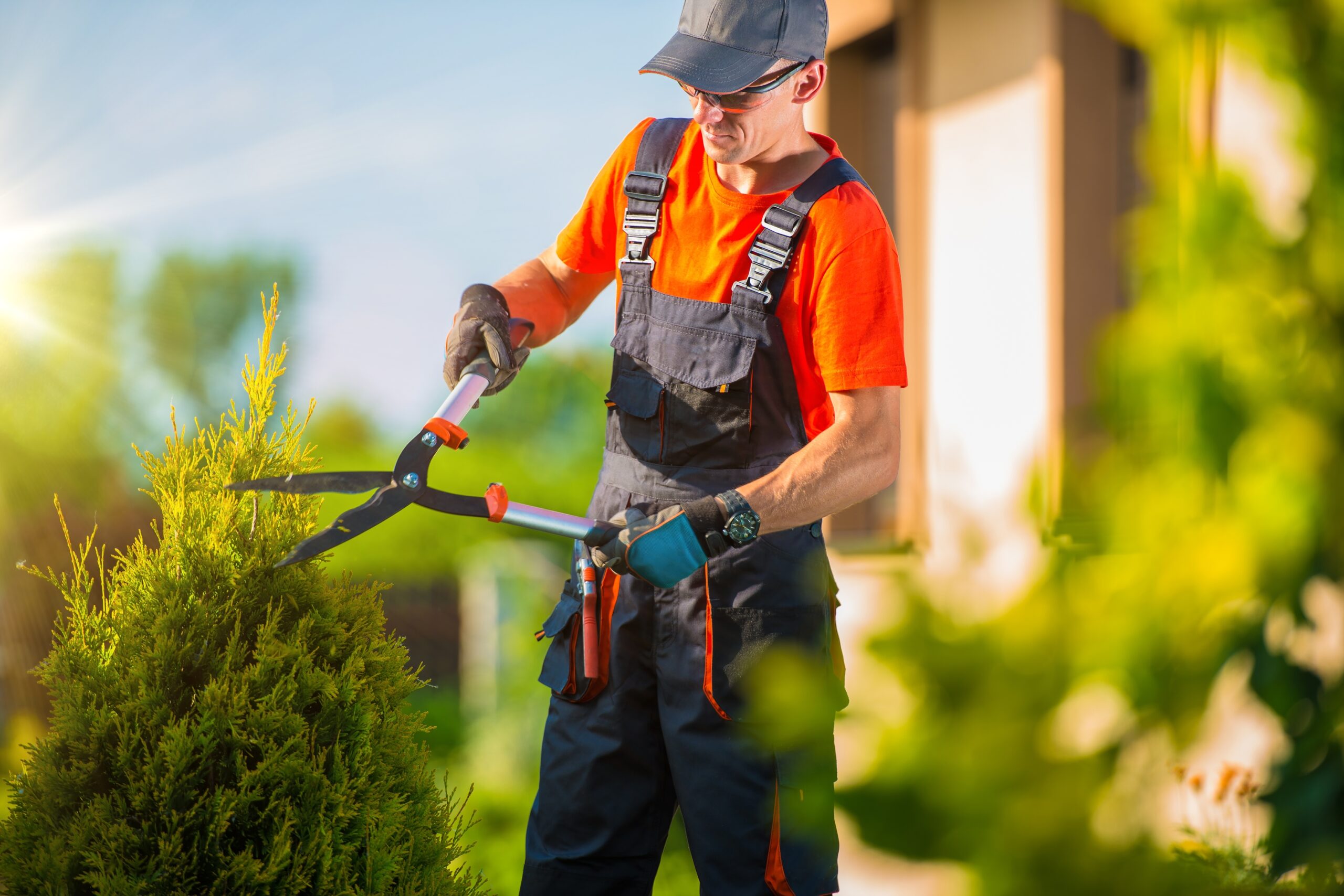 Man using secateurs to trim hedge.