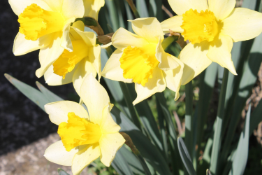 Daffodils