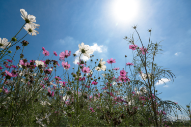 Wildflowers